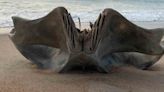 Descubren cráneo gigante de una criatura de 40 toneladas en playa de Carolina del Norte