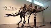 Fósil de estegosaurio alcanza los 45 millones de dólares: nuevo récord en subastas de dinosaurios
