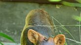 California's Oakland Zoo Welcomes Newborn Southern Pudu, the World's Smallest Deer