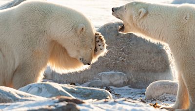 Zany polar bears and a '3-headed' giraffe star in Nikon Comedy Wildlife Awards