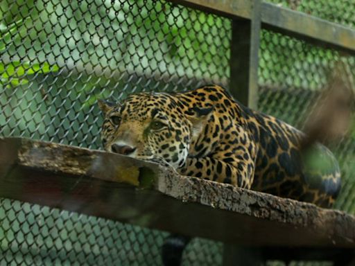 Padre e hijo viajaron desde Limón para despedirse del zoológico Simón Bolívar