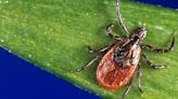 Powassan virus reported in Massachusetts town; Residents urged to avoid tick bites