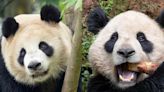 ¡Ternura total! Conoce a Yun Chuan y Xin Bao los nuevos pandas gigantes del San Diego Zoo