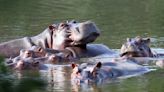 Matarán y esterilizarán a varios de los hipopótamos de Pablo Escobar, convertidos en plaga en Colombia
