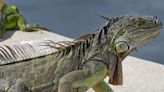 Rogue iguana causes widespread power outage in Florida's Lake Worth Beach