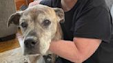 ‘Total miracle’: Dog home safe after Ohio storm, saved from river