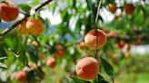 Here's Which State Grows The Most Peaches (It's Not Where You Think)