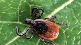 How to protect yourself from tick-borne disease