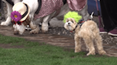 Rock’n Paws brings puppy parade to Barefoot Landing in second year of event