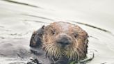 Sea otters, once hunted to near extinction, are preventing coastal erosion as their populations grow, study finds