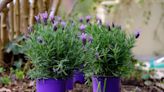 How to Grow Lavender in Pots: An Expert Guide