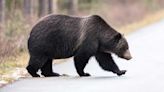 Grizzly Bear Seen Chasing Down Moose in Wild Montana Video