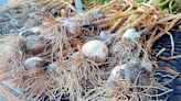 Celebrate the 'stinky rose' for National Garlic Day on April 19