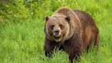 Mass. man injured in grizzly bear attack, airlifted from national park