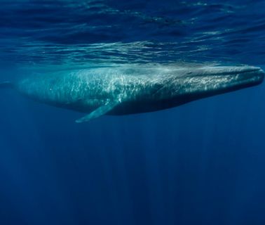 Massive blue whale seen off the coast of Massachusetts in rare double sighting