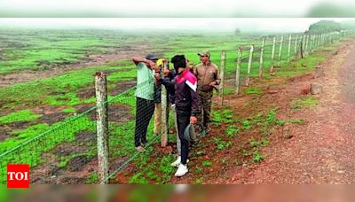 Temporary fences at Kas Plateau to limit human activity on Unesco site’s ecology | Kolhapur News - Times of India