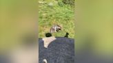Adorable penguin chases hand shadow of zoo visitor in Germany