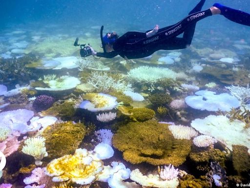 UNESCO says Great Barrier Reef under 'serious threat' – DW – 06/25/2024