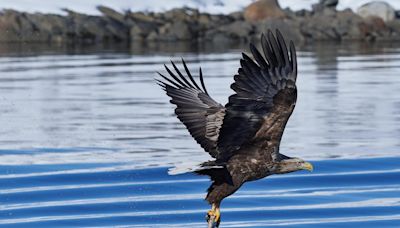 Exigen retirar los pigargos soltados en Asturias y abandonar el proyecto para su reintroducción en España