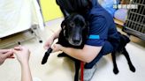 2搜救犬赴土耳其救難 返國健檢萌樣曝