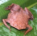 Common Surinam toad