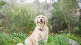 Puppy Tries to Pack Her Toy in Mom's Suitcase, Breaking Hearts Everywhere