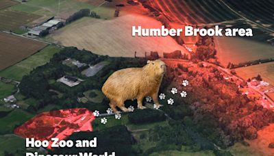 Where is Cinnamon the capybara? The possible locations of escaped Hoo Zoo rodent