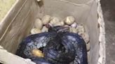 Watch: 8-Foot Python Found Inside Potato Box In Maharashtra Hotel