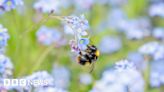 Londoners asked to count city's pollinating insects for survey