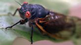 Urban development could impact where you spot cicadas. Here's why.