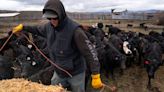 'The wolves are smart': Grand County's lone range rider has hands full protecting cattle