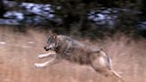 Colorado ranchers say Polis, wildlife officials are ignoring pleas to kill depredating wolves