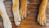 Minneapolis Shelter Dog Jumps Kennel Wall To Be with Her Bestie