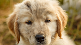 Golden Retriever Puppy’s Proud Face After Digging in Mud Is Perfect