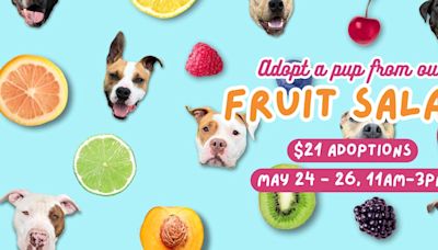 Cleveland kennel ‘very full’ with 120 dogs reduces adoption fee to $21 May 24-26