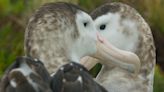 'Frozen Planet' viewers emotional over same-sex albatross romance