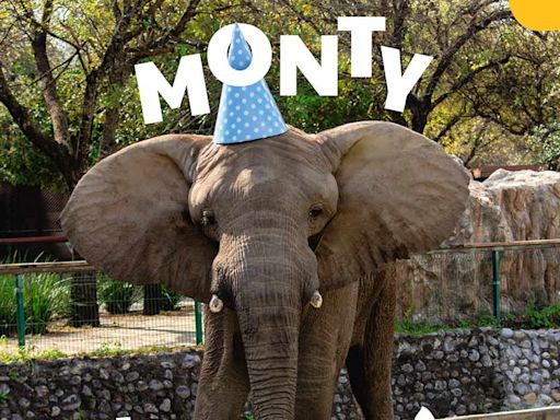 Armán fiesta por los 18 años del elefante Monty; ¿cuándo y dónde será la pachanga?