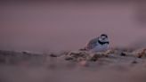 Piping Plover Imani returns to Chicago beach for third year