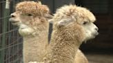 Experience a fluffy Mother's Day at Seven Acres Alpaca Farm