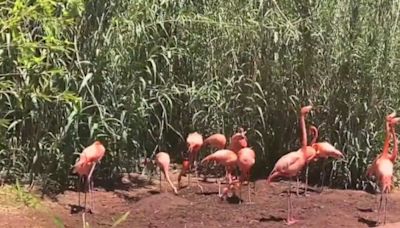 BioPark welcomes baby American flamingo