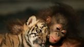 International Tiger Day 2024: Most adorable photos of tiger cubs you will ever see