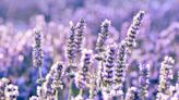 Learn How to Grow Lavender for a Lovely, Fragrant Garden