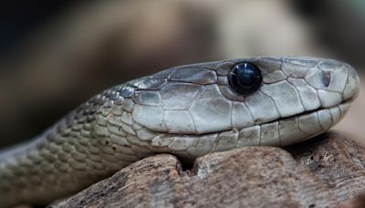 Alarma por larga serpiente avistada en Nueva York: no es venenosa - El Diario NY