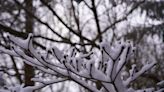 Plant Lovers’ Almanac: Natural beauty follows winter’s fury