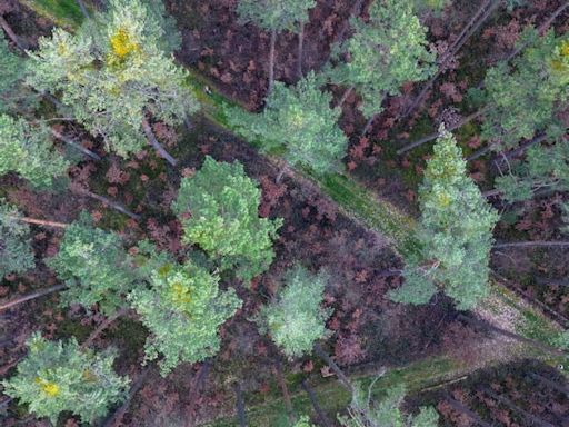 Sorge um den Wald - FDP stellt sich gegen Özdemir