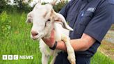 Donegal: Trapped goat rescued from castle tower