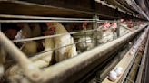Granjeros deben sacrificar 4.2 millones de pollos en Iowa