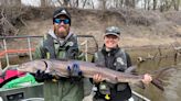 A Lake Sturgeon Swam 651 Miles from Wisconsin to Illinois in 'Longest-Known' Migration Down Mississippi River