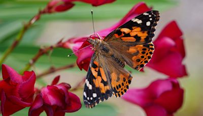 Butterflies cross Atlantic ocean on 2,600-mile non-stop flight never recorded in any insect before