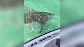 Aggressive Shark Repeatedly Rams Florida Man’s Jet Ski